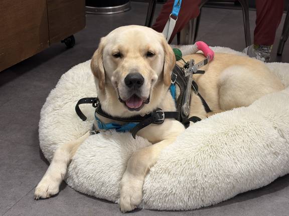 Elroy, a service dog with two years of training from ECAD (Educated Canines Assisting with Disabilities), an organization whose mission is to train and place exceptional, expertly trained service dogs with people with disabilities, helping them live with greater independence, confidence, and connection.