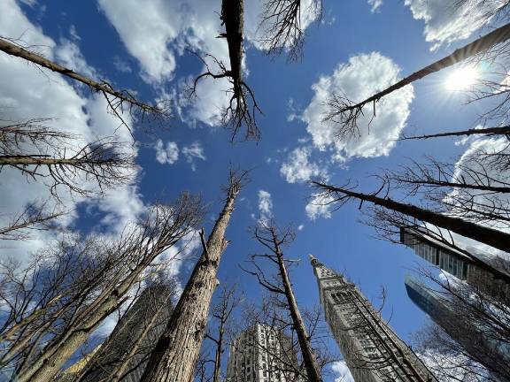 Maya Lin (American, b. 1959). Ghost Forest, 2021. Courtesy the artist and Madison Square Park Conservancy. Photo: Maya Lin Studio