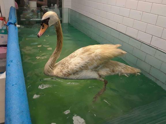 Kissena the swan has been treated for lead poisoning at The Wild Bird Fund and is expected to make a full recovery. Photo: Christina Cardona