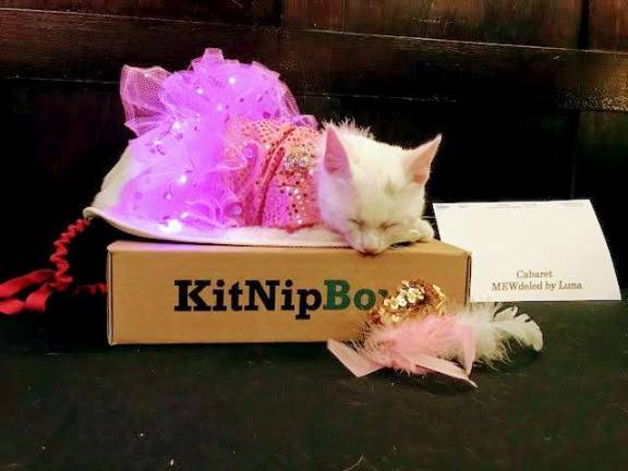 Luna takes a well-deserved catnap from cabaret at the Algonquin Cat's Annual Celebration. Photo: Charmaine P. Rice