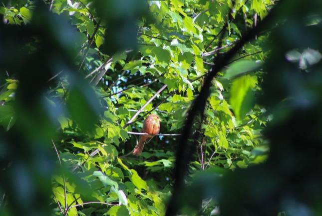 A male Cardinal is easily spotted through the foliage by its signature red plumage. Photo: Meryl Phair