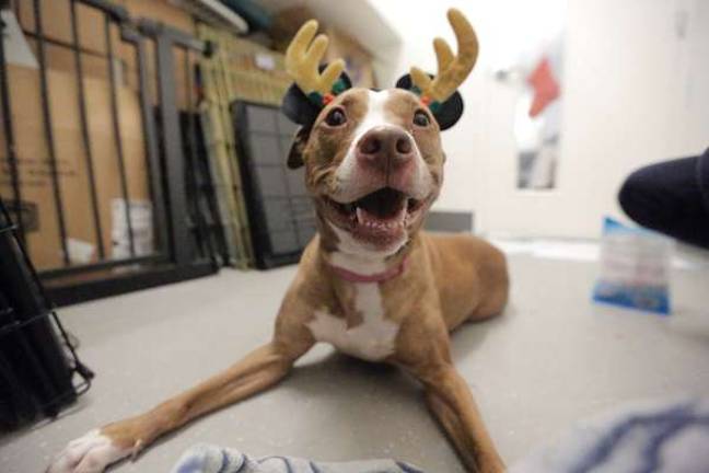 Animal Haven provides shelter for dogs and cats until they find a safe forever or foster home
