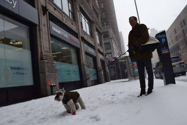 Loki, in red boots, takes his owner for a walk along Seventh Avenue near 28th Street. Photo: Genia Gould