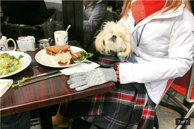 The owners of Barking Dog NYC set out 30 years ago to create a neighborhood spot where locals could dine with their pets. Photo: barkingdognyc.com