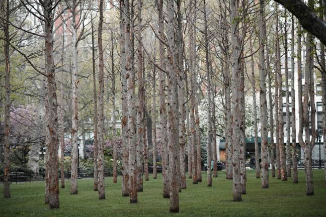 Maya Lin (American, b. 1959). Ghost Forest, 2021. Courtesy the artist and Madison Square Park Conservancy. Photo: Andy Romer