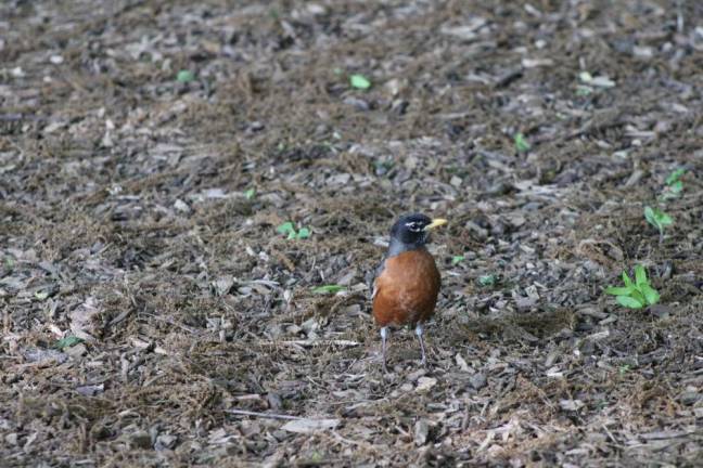 The American Robin is a popular songbird in Central Park as well as across North America. Photo: Meryl Phair