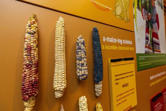 In the "a-maize-ing science" activity, young people learn how Native people developed different types of corn.  Photo: 5th Ave Digital