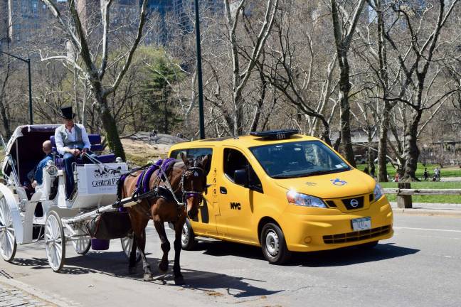 On June 27, the last sections of Central Park's loop drives will be closed to cars, returning the park to its original use as an urban refuge and recreation space. Photo: Clarrie Feinstein