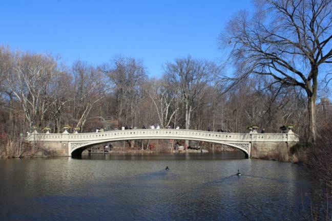 Summer heat waves affected Central Park’s water bodies. Photo: Meryl Phair