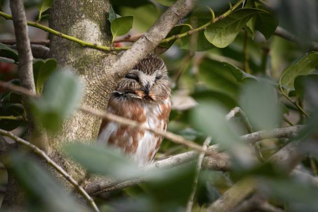 This photo Marchese took of a sleeping Saw-whet Owl is her favorite. Photo: Shayna Marchese