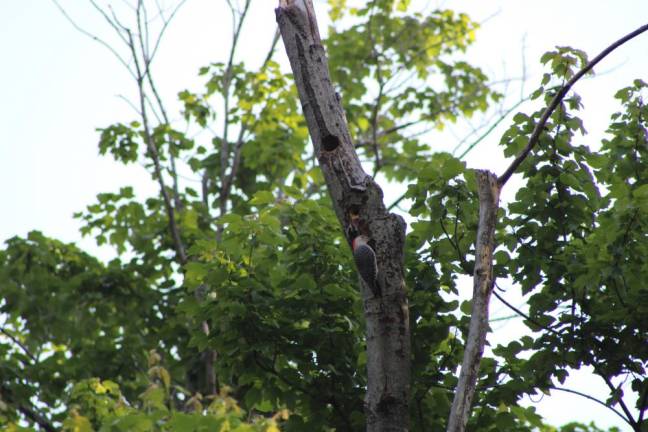 A Red-bellied Woodpecker rests near a nesting spot on a tree limb in The Ramble. Photo: Meryl Phair