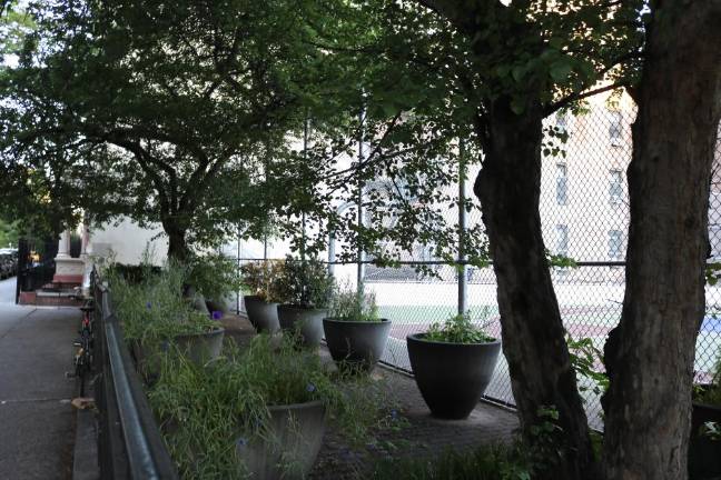 Trees along the basketball/tennis courts at NYC Lab School. Photo: Zoey Lyttle