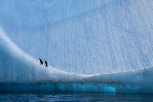 “Home Ice Advantage.” Juvenile chinstrap penguins on a large iceberg along the Antarctic Peninsula. Photo: Paul Nicklen