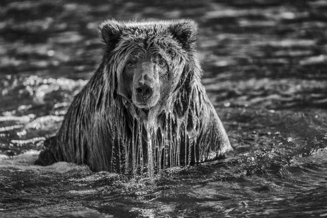 “Majesty Surfacing.” Photo: Paul Nicklen