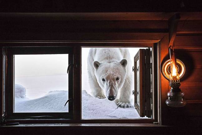 “Face to Face.” A polar bear peeks into a cabin in Svalbard, Norway. Photo: Paul Nicklen
