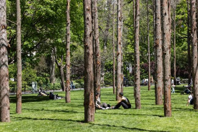 Maya Lin, Ghost Forest, 2021. 49 Atlantic white cedars. Collection the artist, courtesy Pace Gallery. ©2020 Maya Lin. Photo: Rashmi Gill/Madison Square Park Conservancy