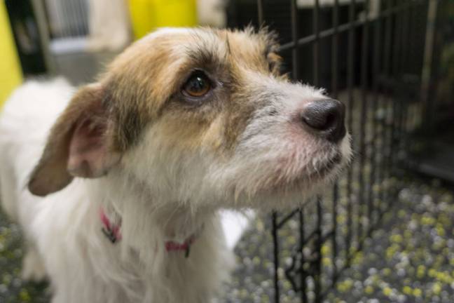 Lucy, a Puerto Rico rescue dog, is under the care of Camp Canine while she nurses her puppies. The Upper West Side dog-care center recently rescued dogs from a shelter they often partner with El Faro de los Animales. Photo: Sophie Herbut