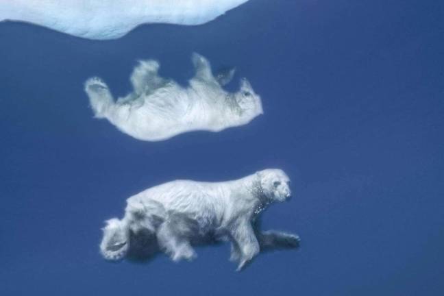 “Polar Reflection.” Its image mirrored in icy water, a polar bear swims submerged. Photo: Paul Nicklen