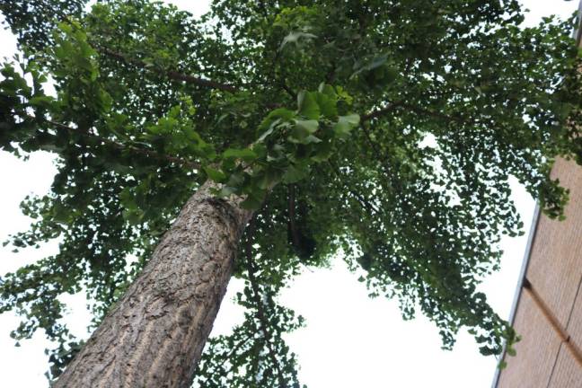 Chelsea tree canopy. Photo: Zoey Lyttle