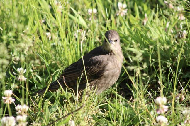 A small grey bird hops around a clover patch in search of food. Photo: Meryl Phair