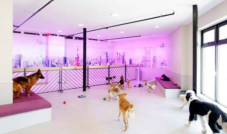 Services at DOGMA include nail clips, grooming and in-home bathing for pets who can't make the trip