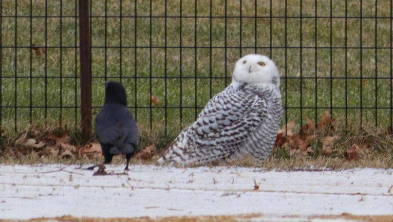 The Snowy Owl on a ballfield of the Central Park North Meadow with its new buddy, an American Crow, on January 27, 2021. Photo courtesy of Manhattan Bird Alert @BirdCentralPark