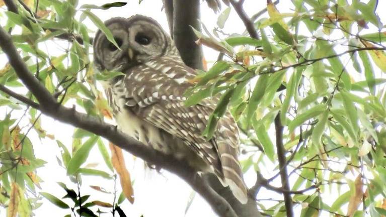 Manhattan Bird Alert has been following the whereabouts of a barred owl in Central Park. Photo: @jhonny_2003 courtesy of Manhattan Bird Alert
