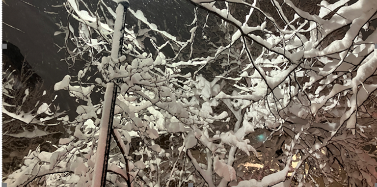 Slender branches are loaded with wet snow in Greenwich Village on Feb. 22.