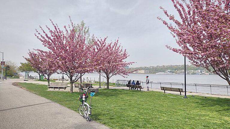 Cherry blossoms, like these along the Harlem River Piers, should be visible once again in the Cherry Walk section of Riverside Park, between West 100th and West 125th streets.