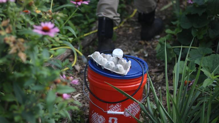 Battery Park City Authority has used a range of enclosure configurations for moth trappings. One, seen here, involves using a bucket. Another uses a mesh bag.