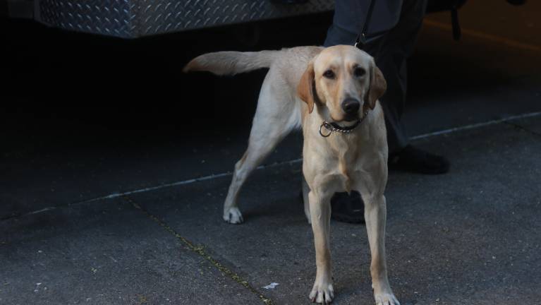 The explosive detection canines, more affectionately known as bomb dogs, were among the biggest attractions of the 6th Precinct’s National Night Out on Aug. 4