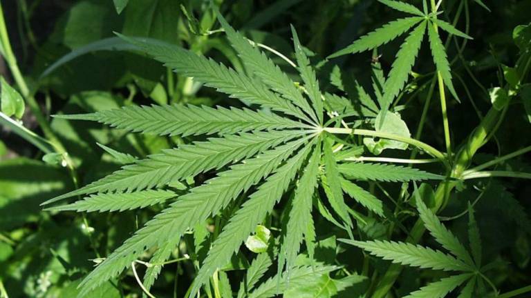 A cannabis plant. After a group of veterans settled a lawsuit with NY’s Cannabis Control Board, a conditional licensing period will resume. Many paused retail dispensaries can now open their doors, including some in Manhattan.