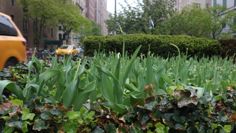 In between East 76th and East 77th streets along Park Avenue, dozens of headless tulip stems remain after a vandal destroyed the blooms.